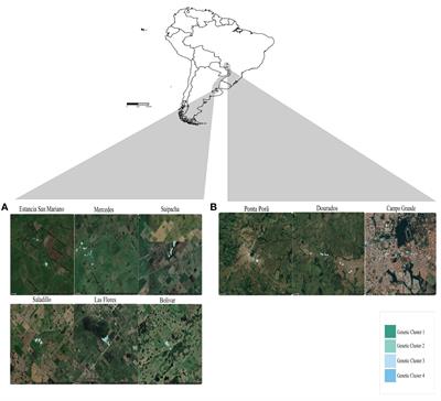 Population genetic analyses reveal host association and genetically distinct populations of social parasite Solenopsis daguerrei (Hymenoptera: Formicidae)